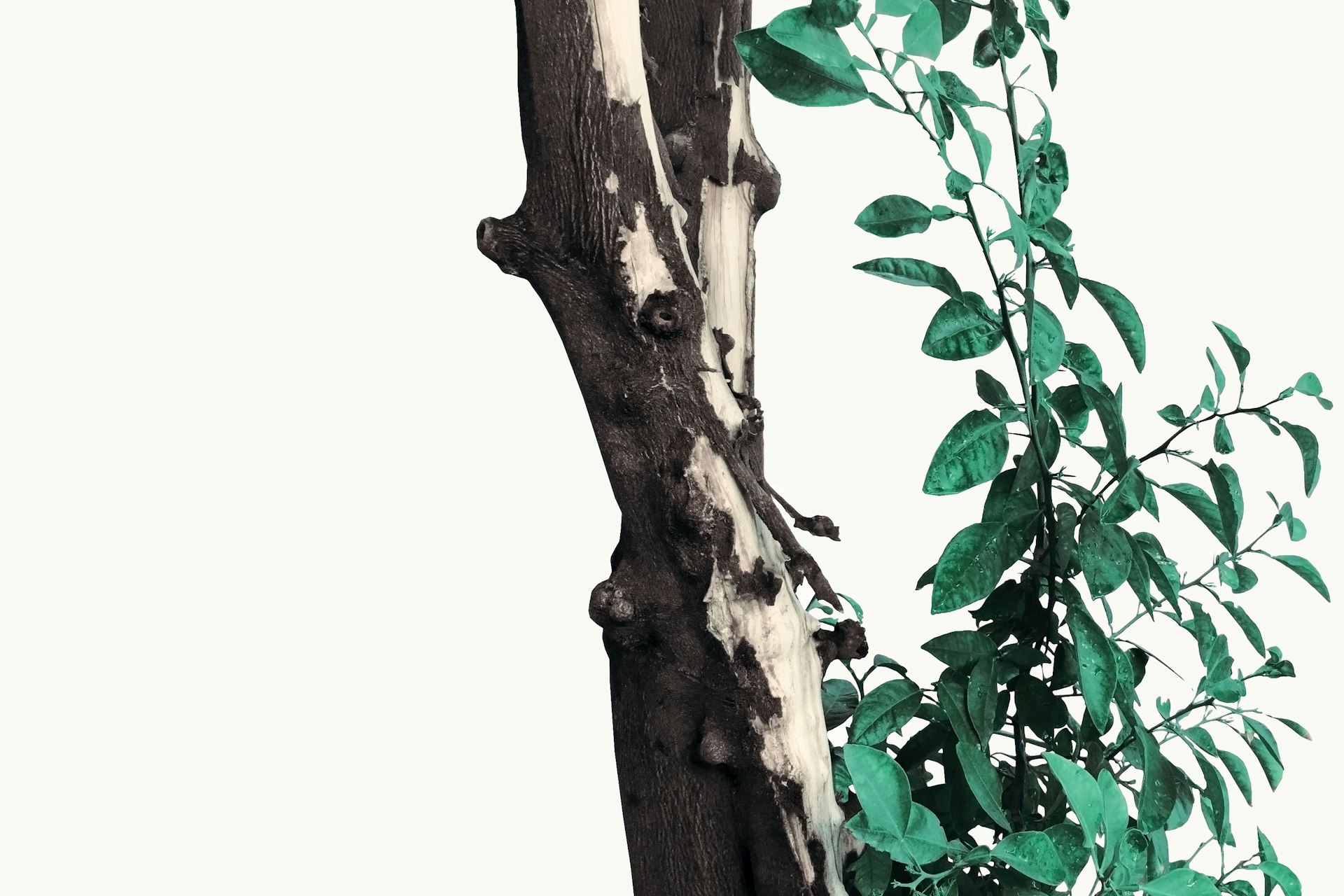 green leafed plants